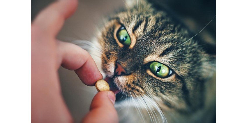 Пробиотики для кошек - необходимость?